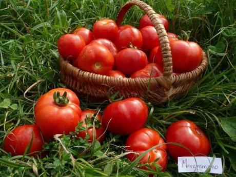 Tomate "Maremmano"