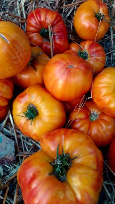 Tomate "Ananas"