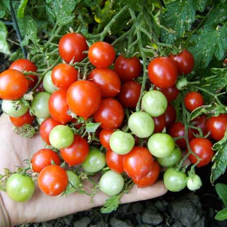 Tomate "Columbianum Wild Form"