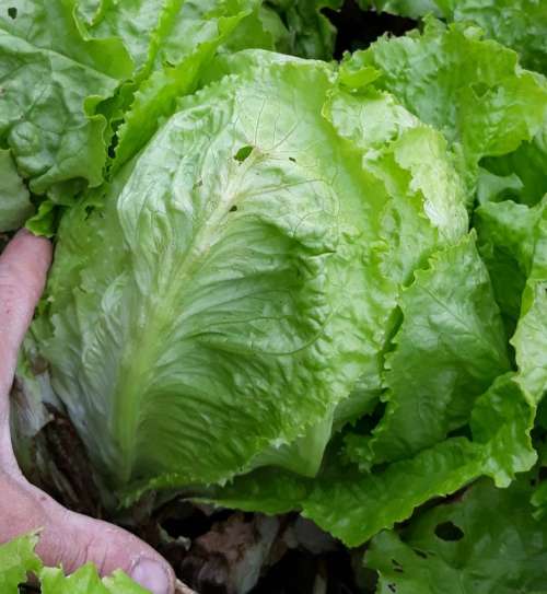 Laitue dorée de Printemps