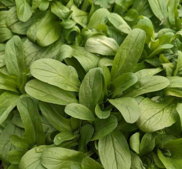 Mâche à grosses graines