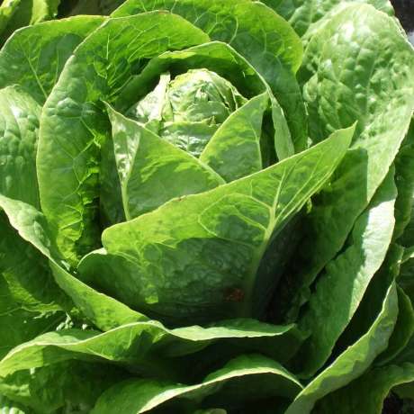 Laitue romaine 'Yedikule'