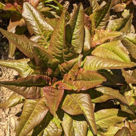 Laitue romaine "oreilles du diable"