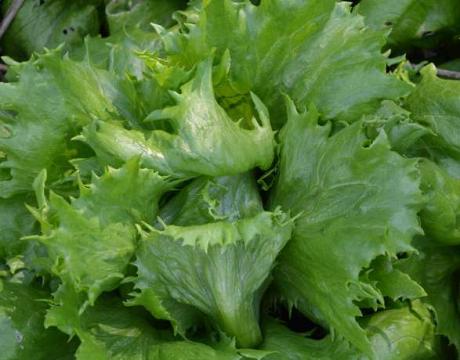 Batavia "Reine des Glaces"