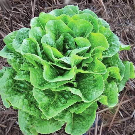 Laitue Landis Winter