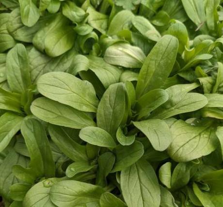 Mâche à grosses graines