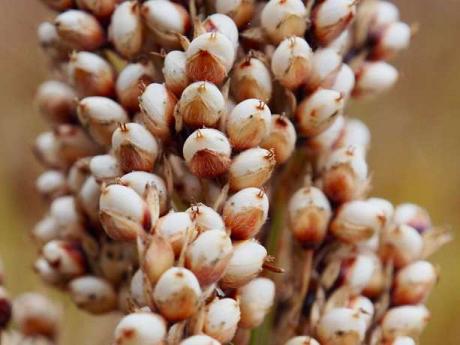 Sorgho à pop-corn Tarahumara