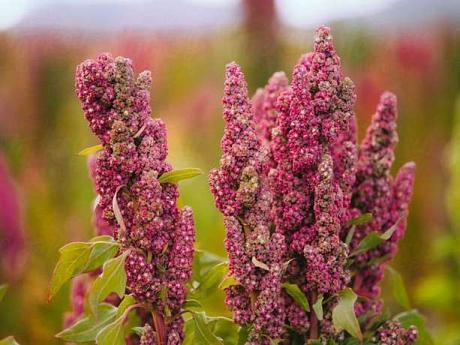 Quinoa "Red Faro"