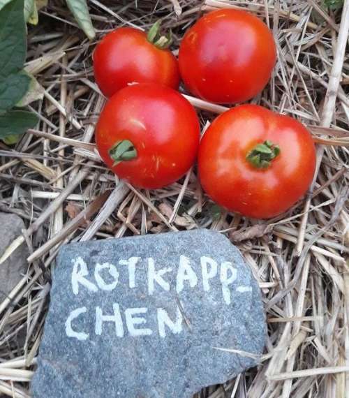 25 graines de Tomate Rotkäppchen