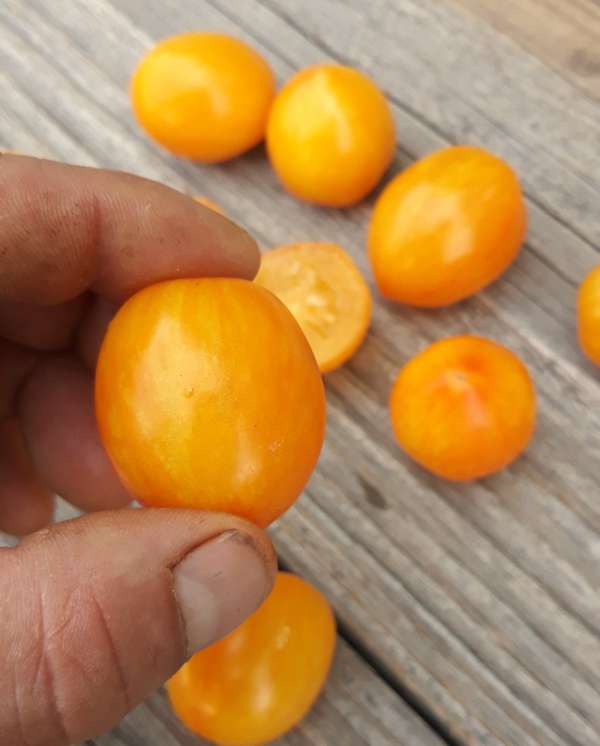 Tomate "Yellow Tigerette Cherry"