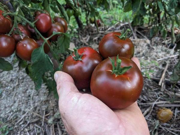 Tomate "Black Prince"