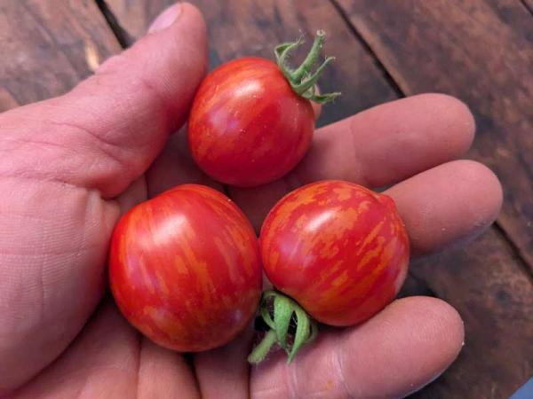 Tomate Tigerette cherry
