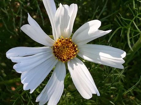 Cosmos à fleurs blanches