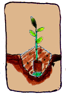 vignette d'une plantation