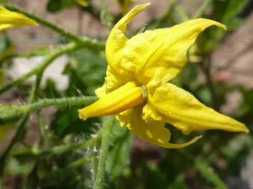 Une fleur de tomate qui n'attend que d'être pollinisé