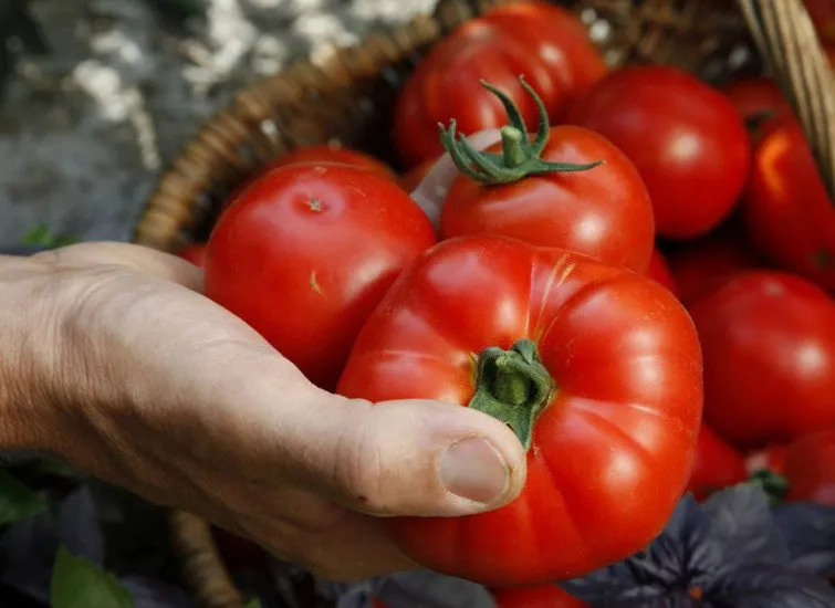 Des tomates bien selectionnées pour en récolter les graines