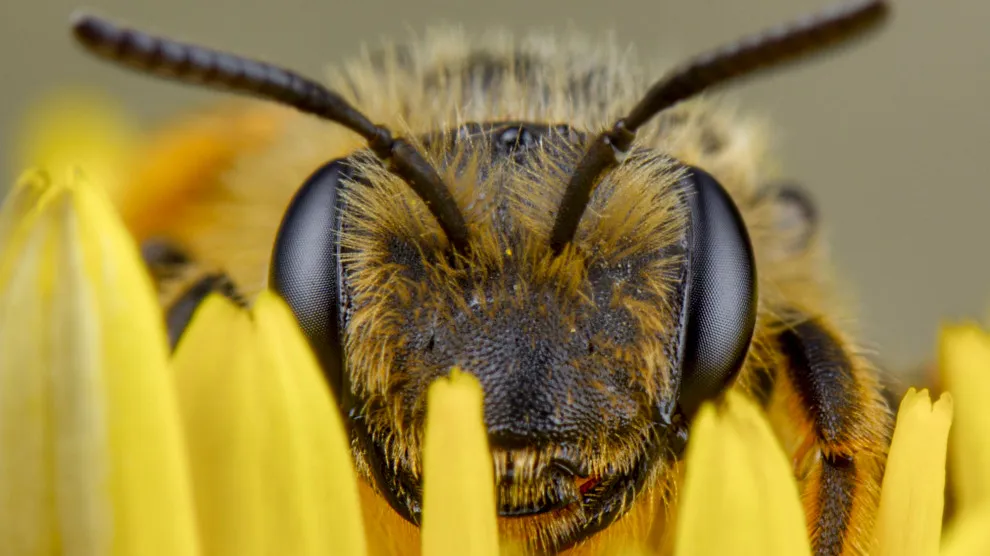 Une abeille qui te regarde droit dans les yeux et qui se demande bien ce que tu fais