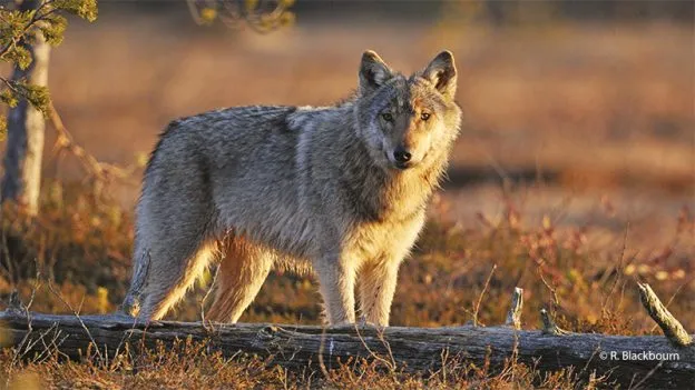 Le loup est un loup pour le loup, l'homme est une plaie pour le loup