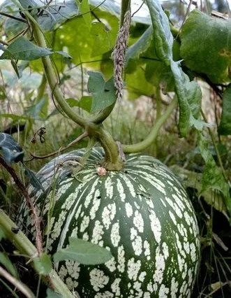 Une pastèque avec des stries blanches