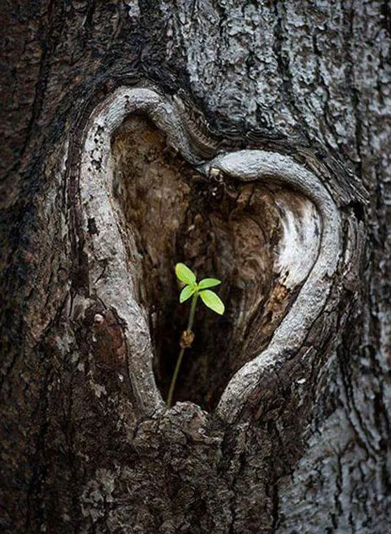 Une petite plante qui pousse dans une branche creuse d'un arbre