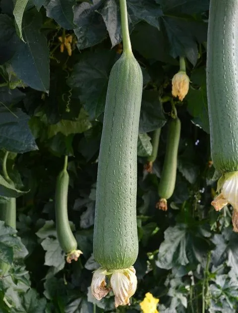 Une courge éponge suspendue
