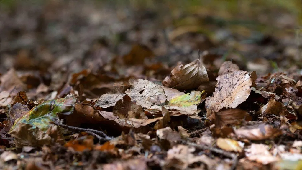 De la litière forestière, avec des feuilles mortes