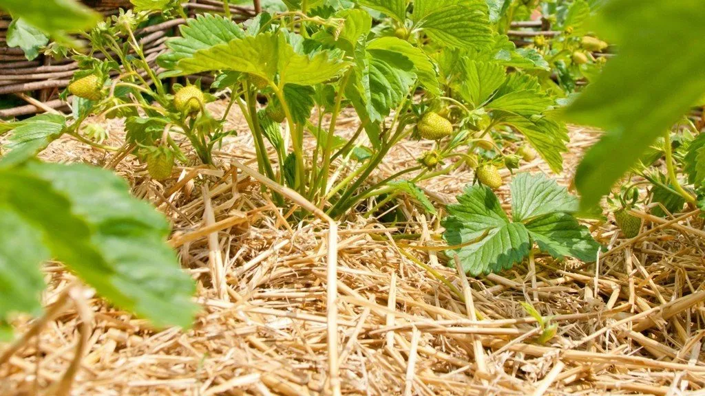 Des fraisiers plantés et bien paillés