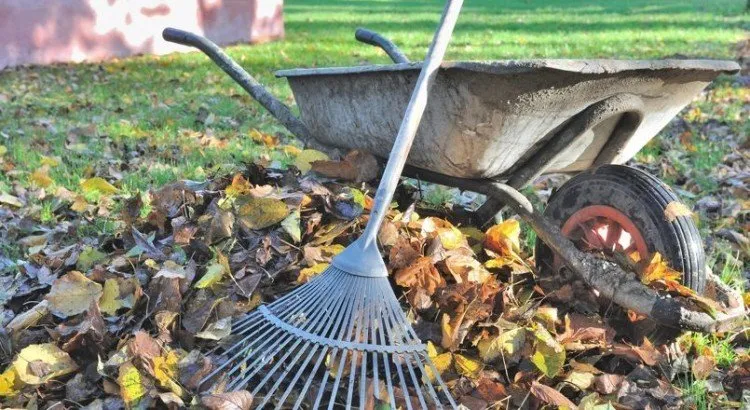 Un beau tas de feuilles avec une brouette et un rateau