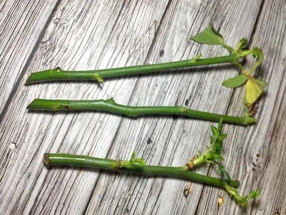 Des branches de rosiers prêtent à être bouturé, elles sont sur une table bois