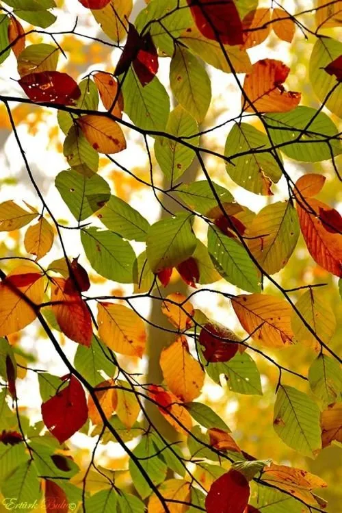 Le feuillage d'un hetre en automne vu du dessous, la lumiere traverse les feuilles