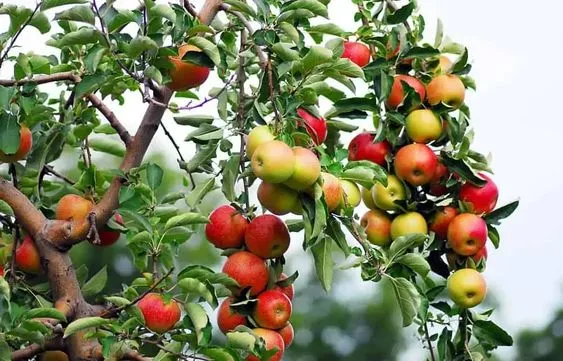Une belle branche de pommier qui est chargée de fruits
