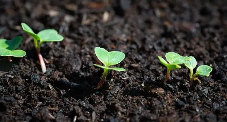 Des petites pousses de choux qui sortent de terre
