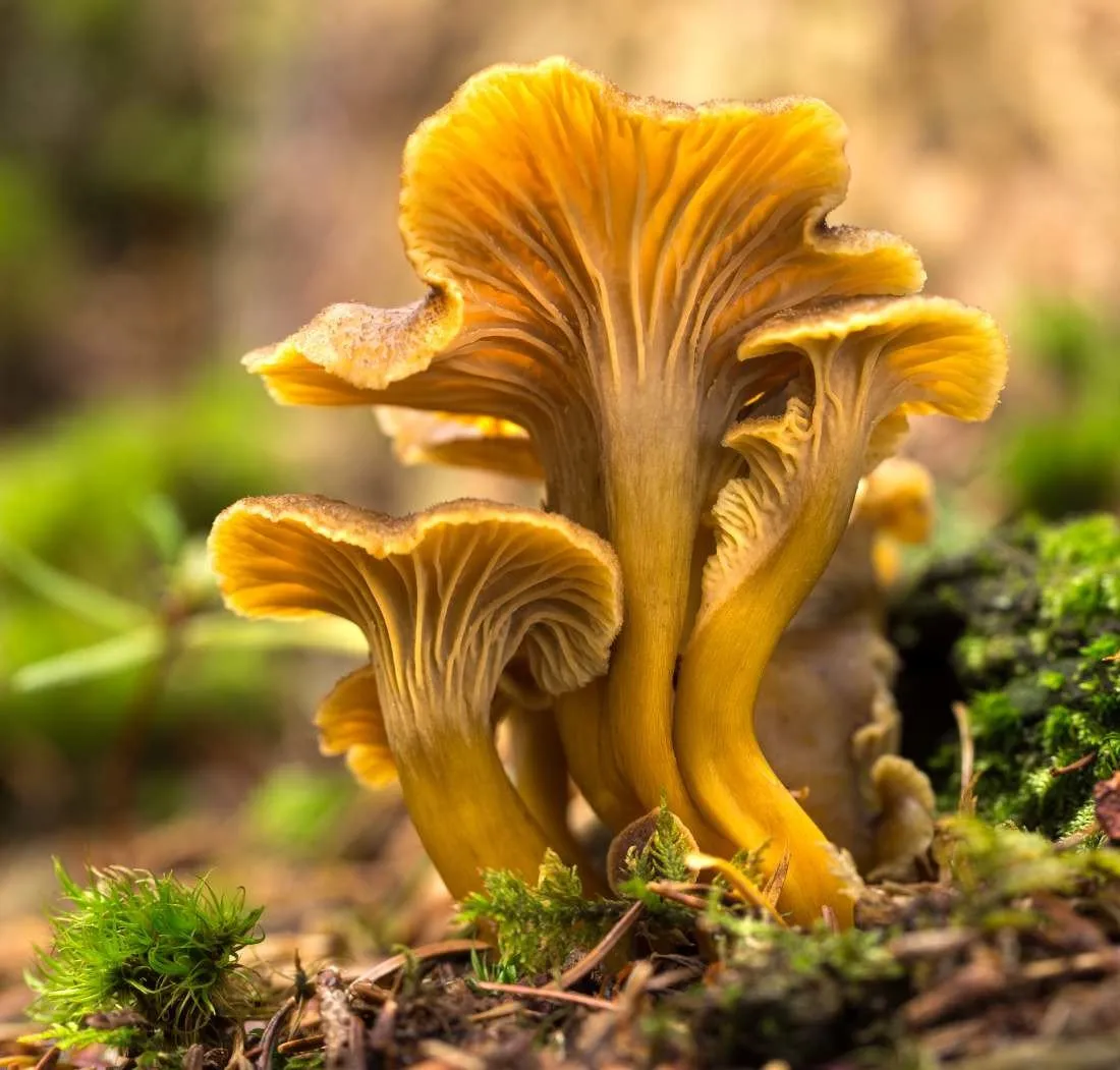 Une belle chanterelle qui pousse sur de la mousse forestière