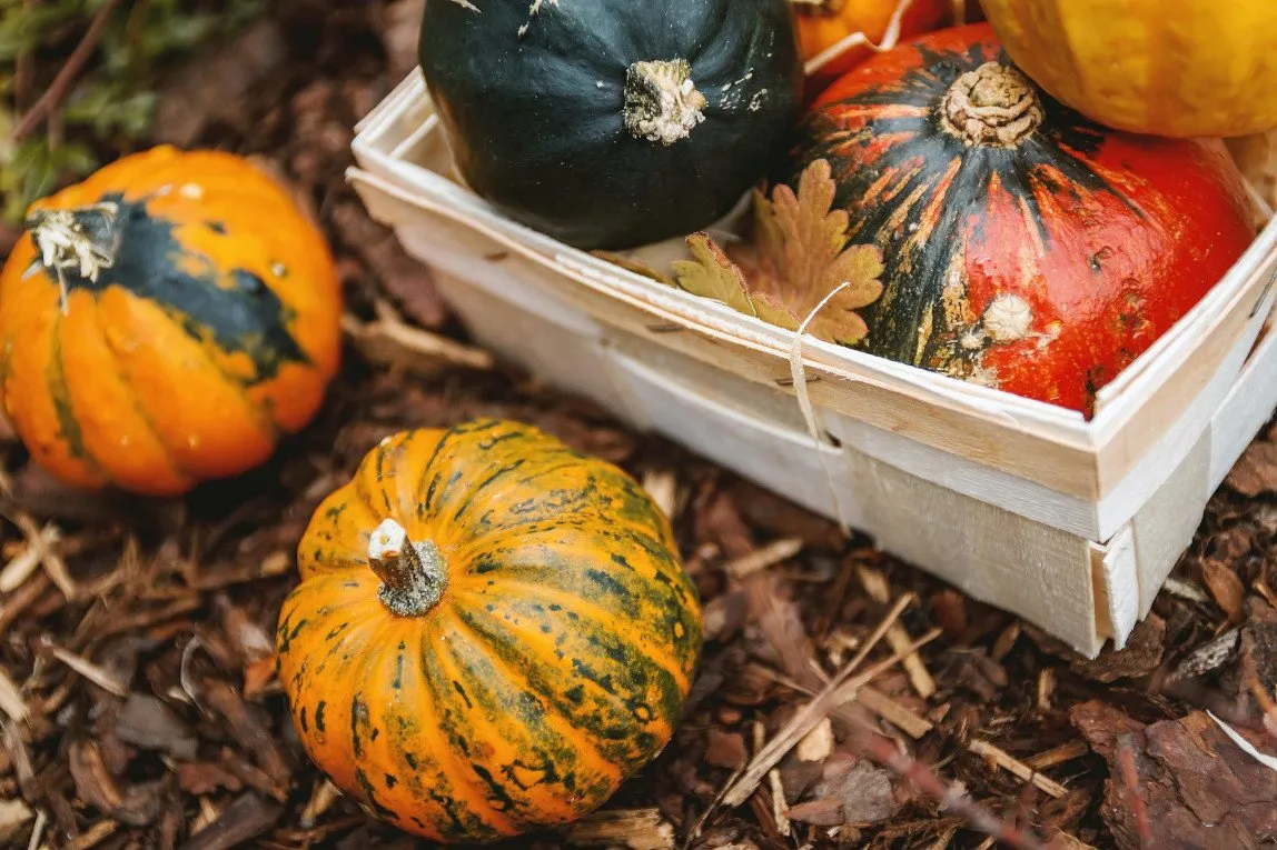 Des potimarrons et des courges dans une cagette posé sur le sol