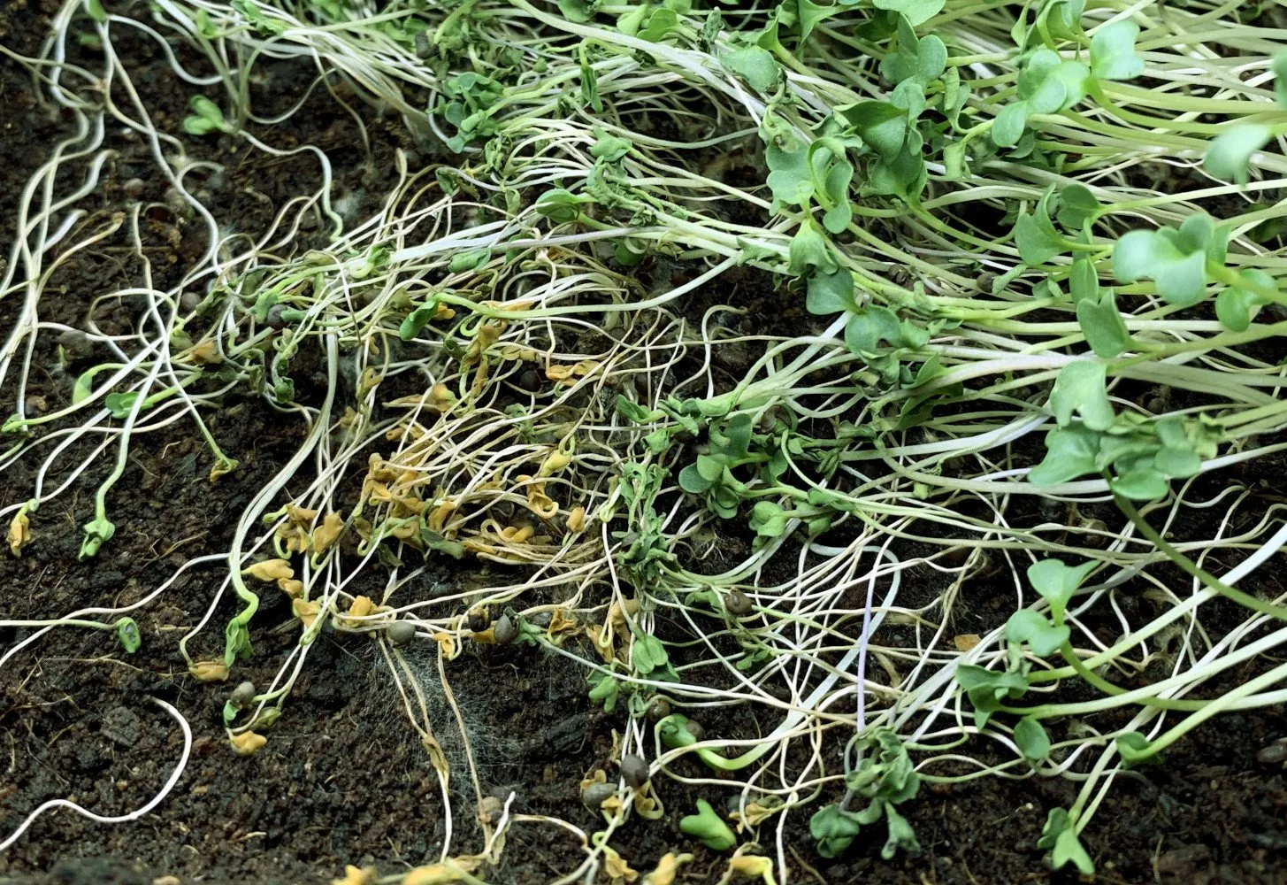 L'image montre des plantules qui chopé la fonte des semis