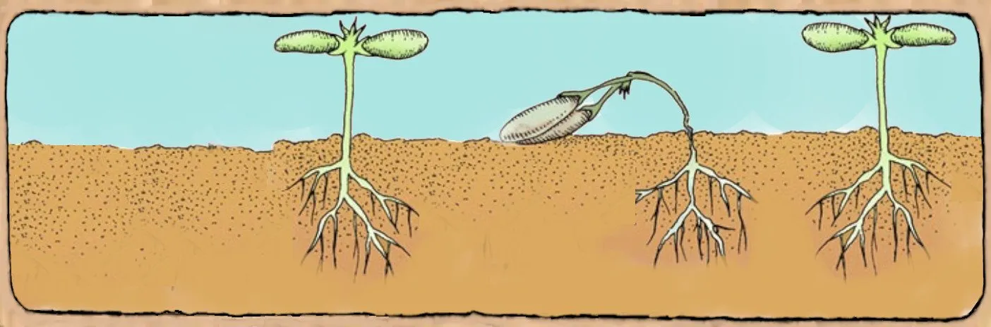 L'image est un dessin de plantes qui crèvent