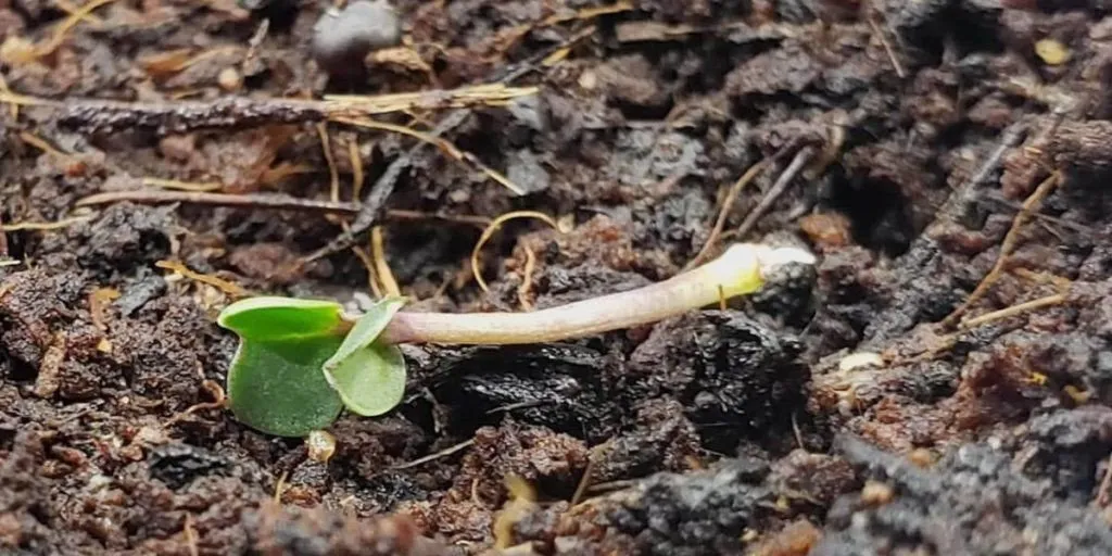L'image montre un plante raide, tombé sur le coté, elle n'en à plus pour longtemps
