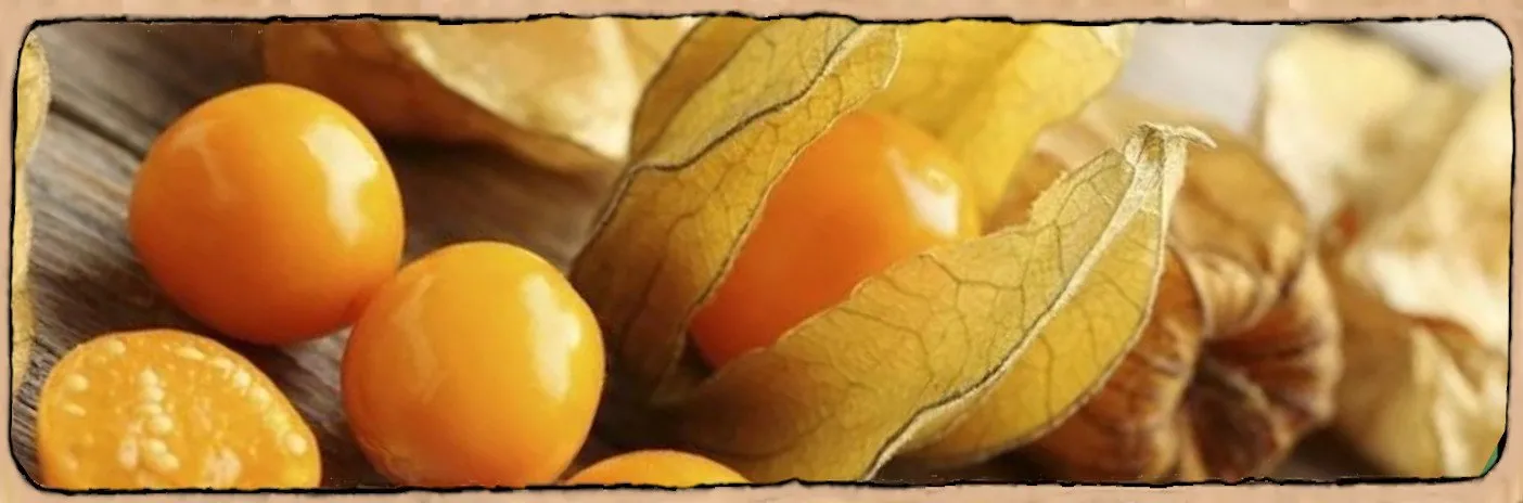Physalis peruviana ou Coqueret du pérou