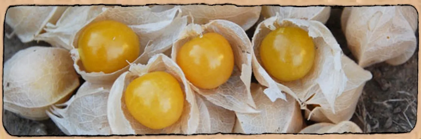 Physalis pubescens ou cerise de terre