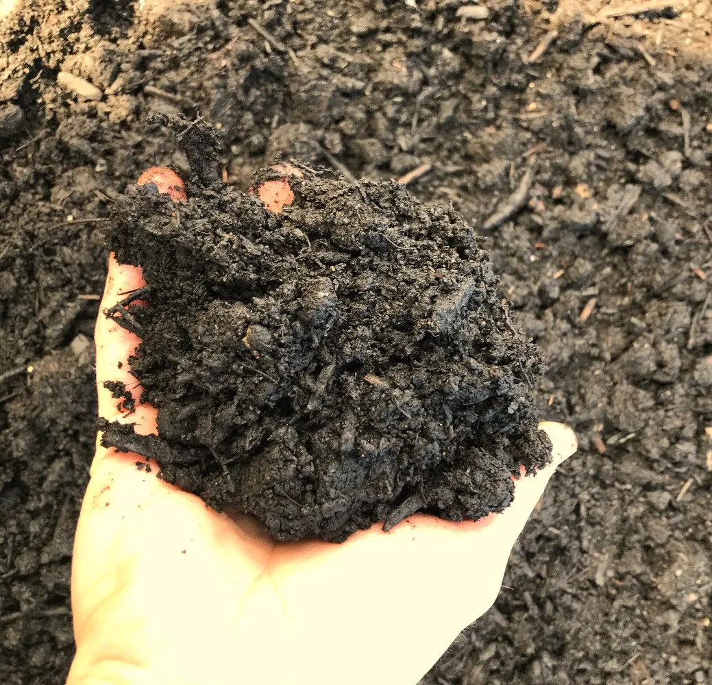 L'image montre un mec qui prend une poignée de compost bien mûr