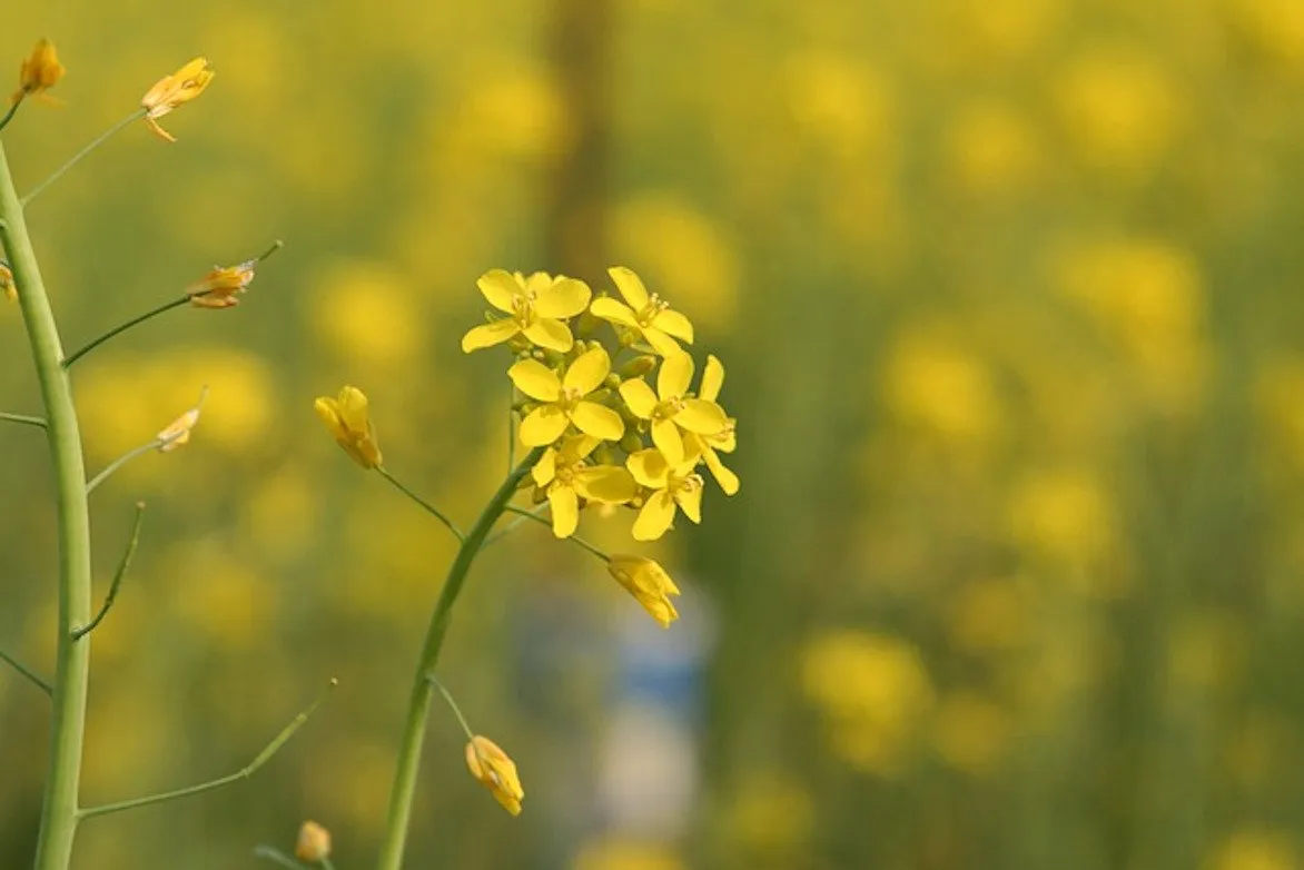 L'image montre une belle fleur jaune de moutarde, l'arrière plan est flou