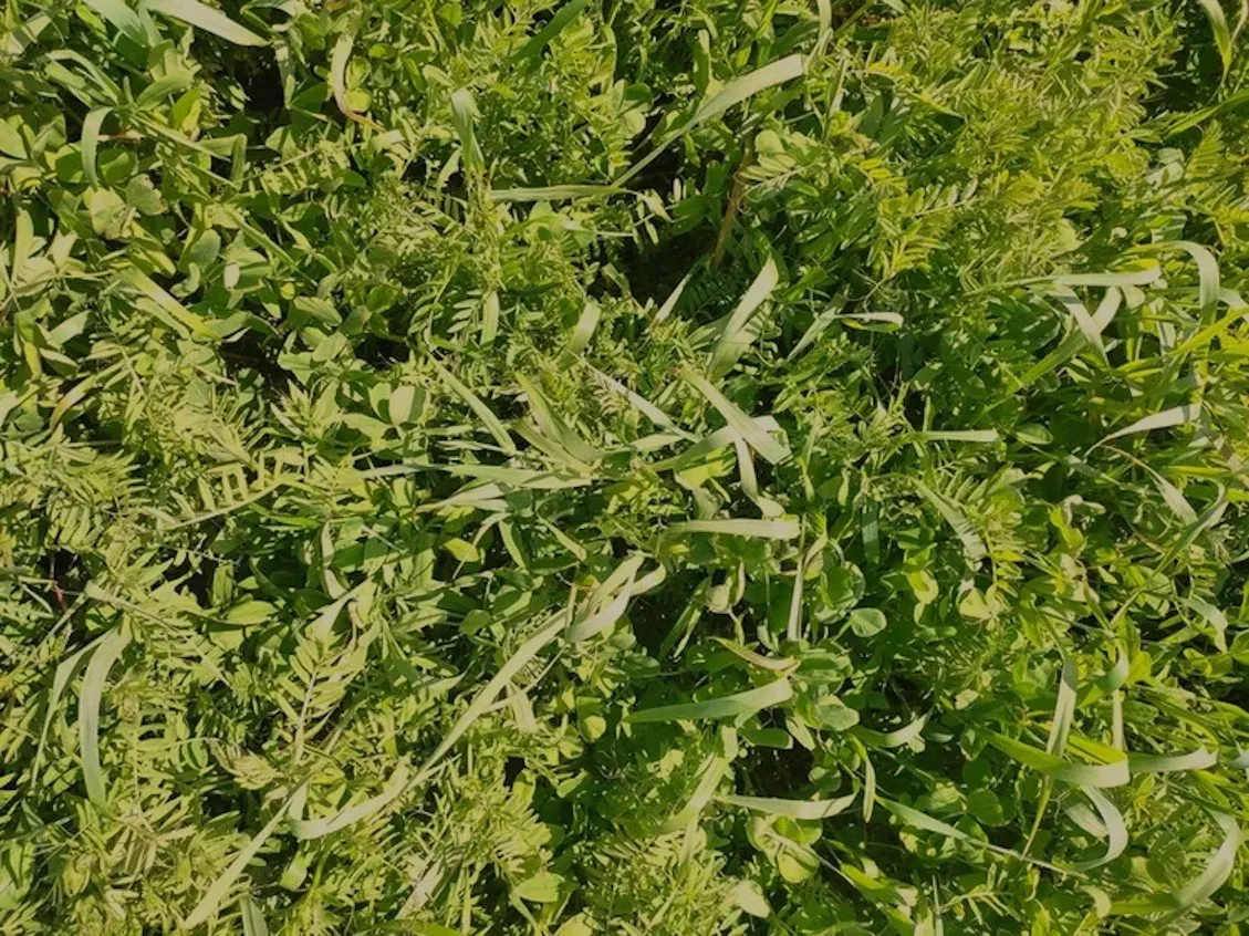 L'image montre plein de végétation, il sagit d'un mélange d'engrais vert