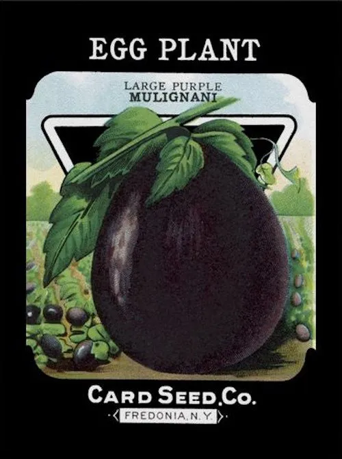 Paquet de semence d'aubergine de la firme card seed compagnie