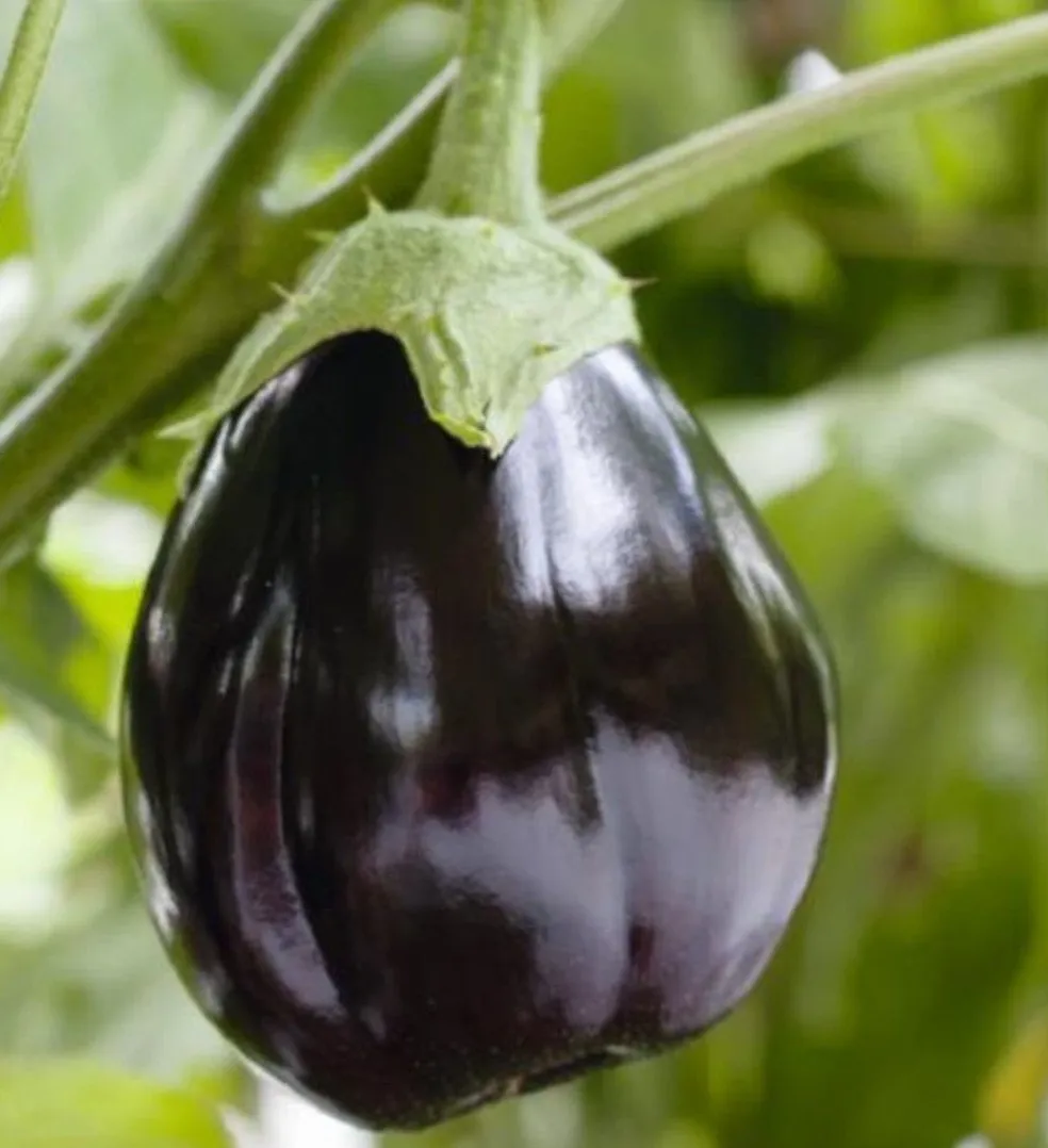 une belle aubergine luisante sur le pied, elle est bonne à etre ceuilli 