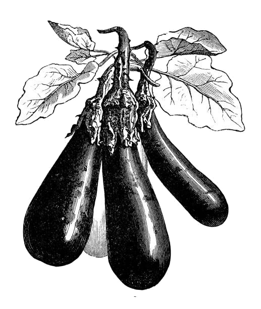 gravure ancienne d'aubergine en noir et blanc