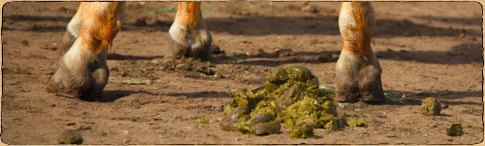 un crotin de cheval au sol avec les pattes du cheval