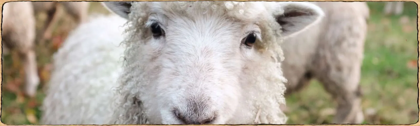 un mouton qui nous regarde avec un regard curieux