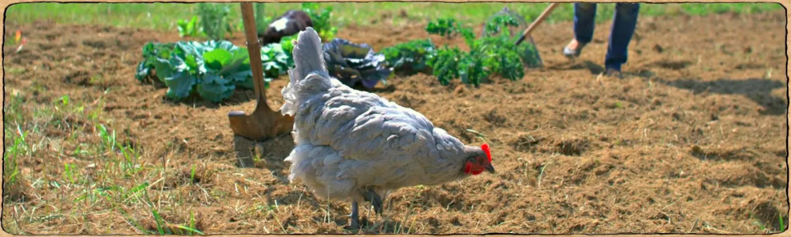 une poule qui court dans un jardin
