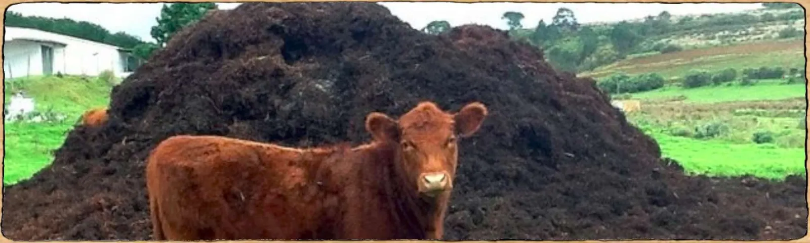 une vache devant un énorme tas de fumier