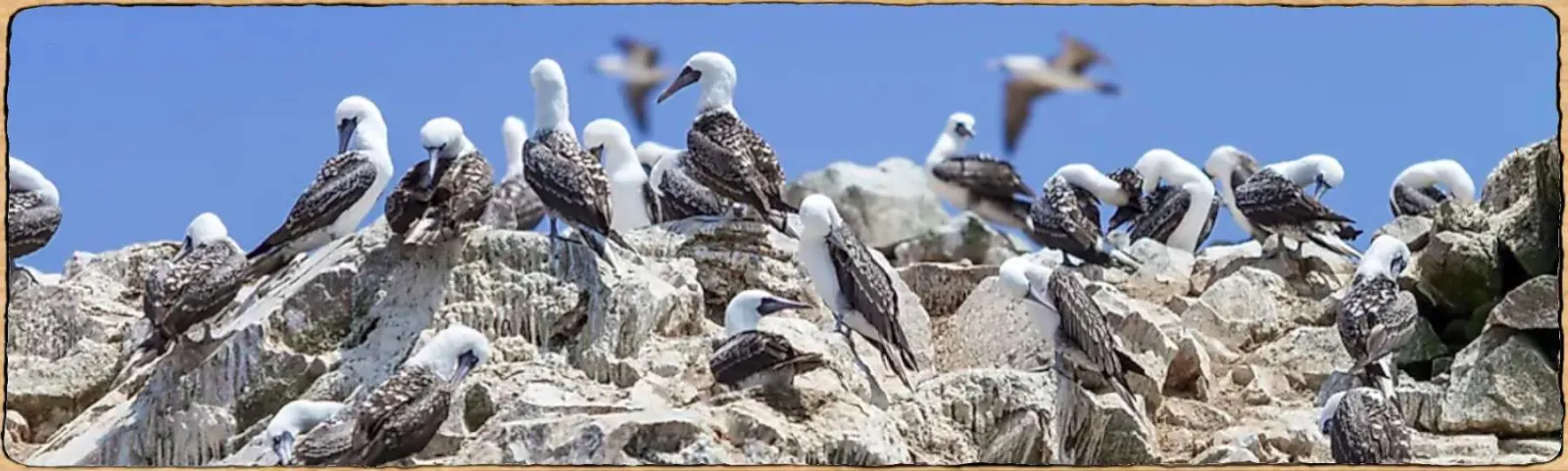 des oiseaux marins sur un rocher plein de guano